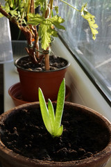            Young sprouts of aloe vera plant potted in a clay flowerpot and placed on the windowsill in the apartment of a living house. Home gardening sample.                    