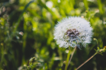 Mature White Dandelion Flower