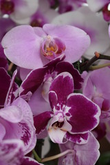 Obraz premium orchid color