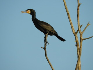 cormorano in attesa