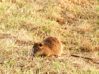 nutria al pascolo