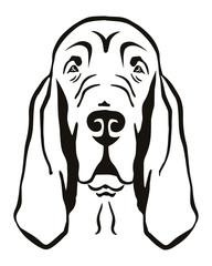 Bloodhound head black and white - obrazy, fototapety, plakaty