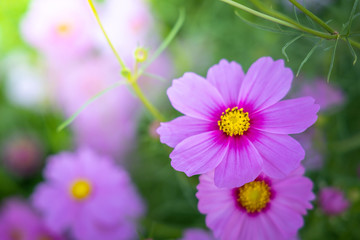 Fototapeta premium Beautiful Cosmos flowers in garden. Nature background.