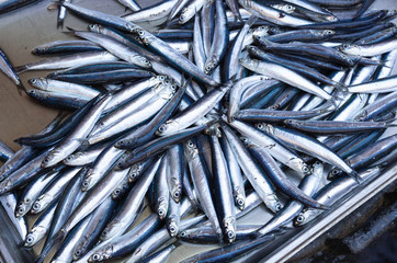 Fototapeta premium European anchovy (Engraulis encrasicolus) for sale at La Pescheria fish market in Catania, Italy.