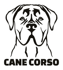 Cane Corso head black and white name