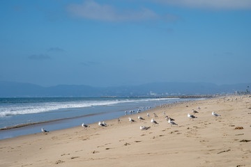 A flock of seagull on the beach by the ocean