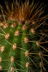 close up of a cactus