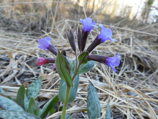 natura in fiore
