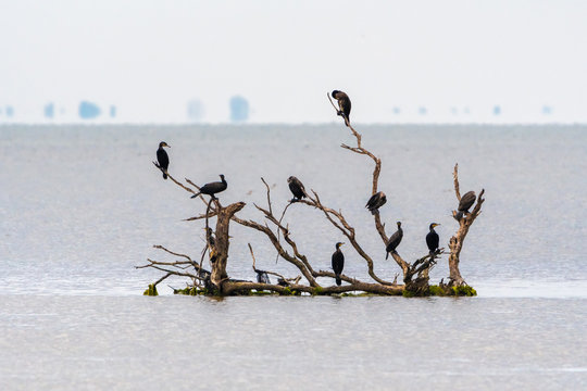 cormorani camargue 02