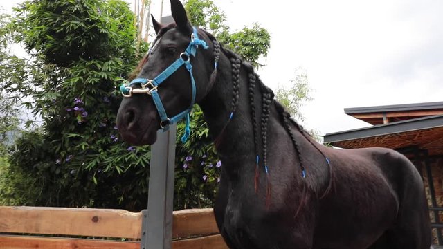 Caballos negros galopando en paisaje con larga melena
