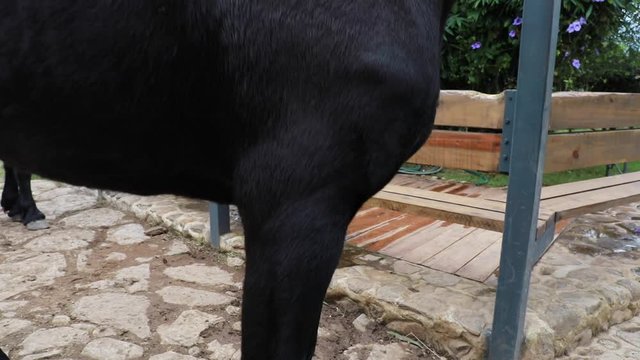 Caballos negros galopando en paisaje con larga melena