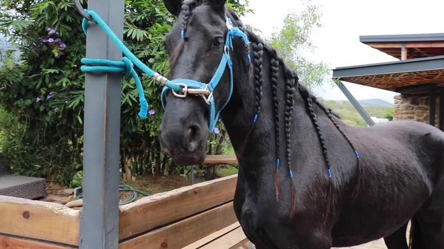 Caballos negros galopando en paisaje con larga melena