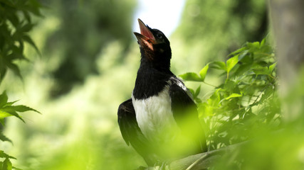 Urraca