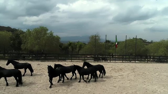 Caballos negros galopando en paisaje con larga melena