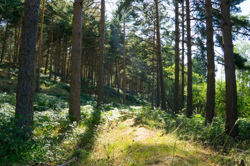 Obraz premium Alnatural