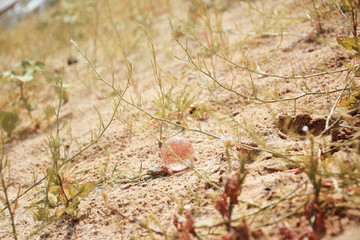 transparent ball in the sand