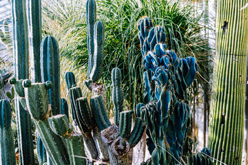 Various species of cactuses in botanical glasshouse