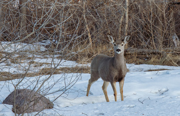 deer in winter