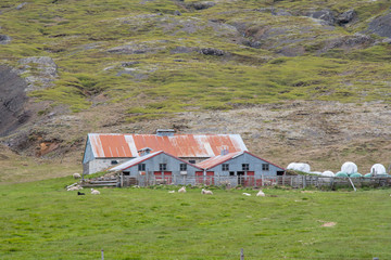 Sheep in front of a farmhouse in Iceland