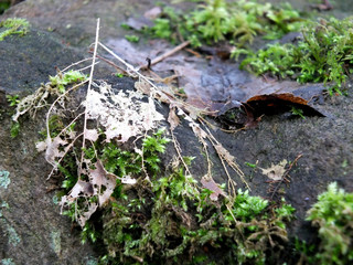 a selective focus close up of winter moss and a leaf skeleton on damp stone