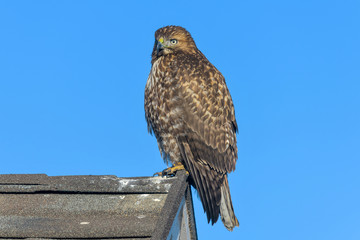 Red-tailed Hawk - A red-tailed hawk perching on a ridge end of a residential house roof, with its head slightly turning towards left. Lakewood, Colorado, USA.