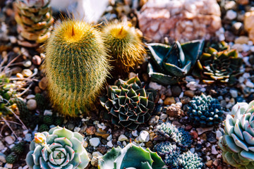 Naklejka na ściany i meble Various species of cactuses and succulents