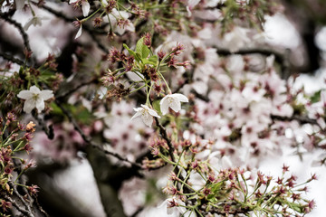 blooming cherry tree in spring