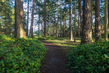 Landscape of path in the forest at west beach in Deception Pass State Park in Washington