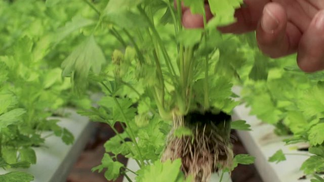 Asian hand grab up green celery then showing its roots, close up shot, outdoor Hydroponic vegetable planting, white cultivation table, non chemical vegetable, 4k , agricultural work job concepts