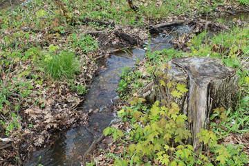 Small stream in spring at Blue Star Memorial Woods in Glenview, Illinois
