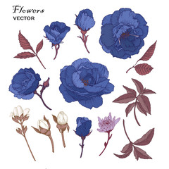 Vector flowers set of blue roses, chrysanthemum, jasmine and leaves