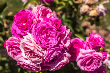 Obraz premium Bouquet of pink flowers in a garden with other unfocused flowers