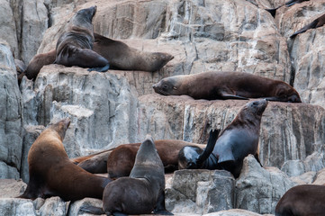 seals