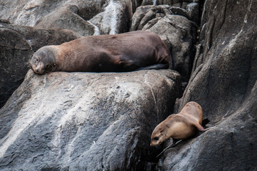seal and pup
