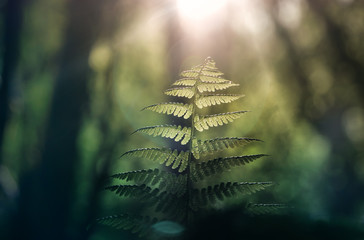 Fern