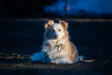 border collie