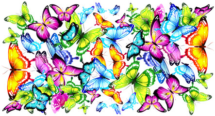 butterfly415