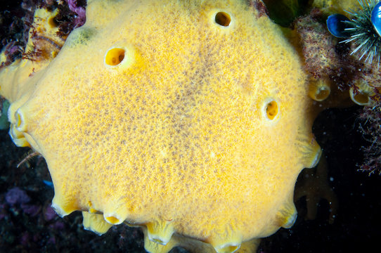 Warty Sponge underwater in the St. Lawrence River