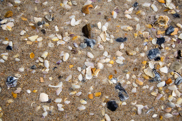 Sea shells spread on the beach floor