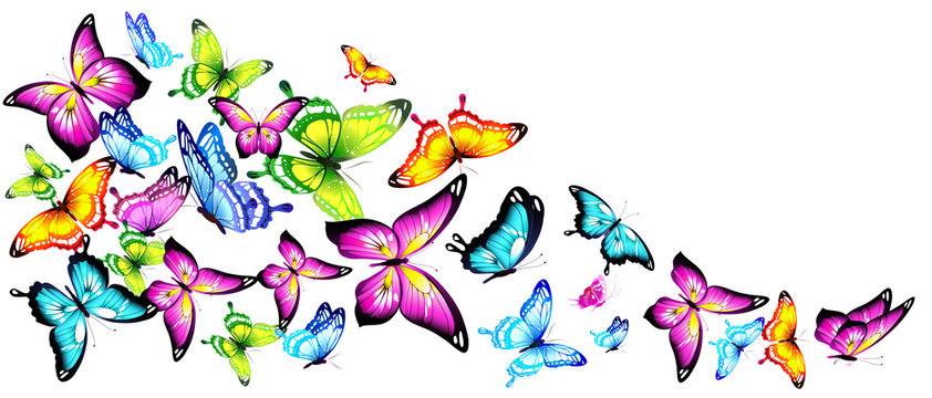 Fototapeta butterfly412