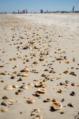Sea shells along the beach