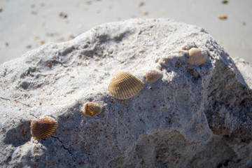 Pile of sand lined with sea shells