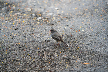 House Finch