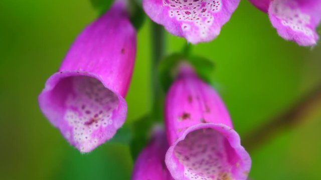 Foxglove (Digitalis purpurea) is a poisonous plant of Alaska, beautiful but deadly
