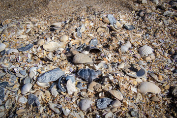 Beach covered with sea shells