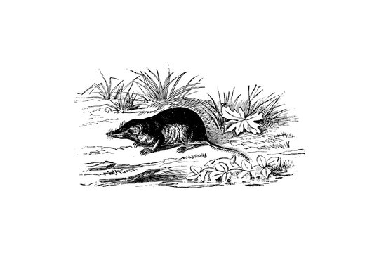 Shrew (family Soricidae) - Vintage Engraved Illustration 1889