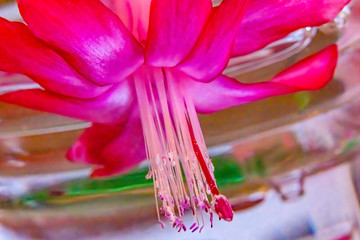 Pink Christmas Cactus Flower Blooming