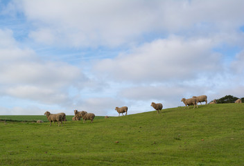 Random Sheep Paddock: Fleurieu Peninsula