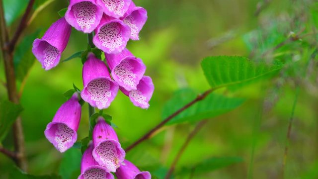 Foxglove (Digitalis purpurea) is a poisonous plant of Alaska, beautiful but deadly