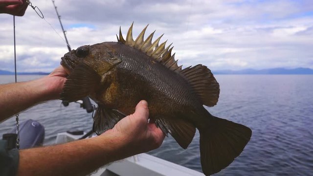 Quillback rockfish in Alaska